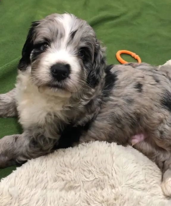 image3 Massachusetts Bernedoodles and Goldendoodles