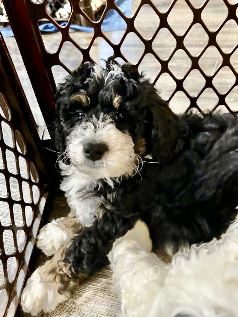 img_3485 Massachusetts Bernedoodles and Goldendoodles