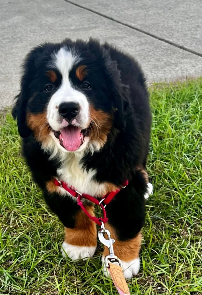 9.3 Furnished & Unfurnished Bernedoodle Puppies Massachusetts