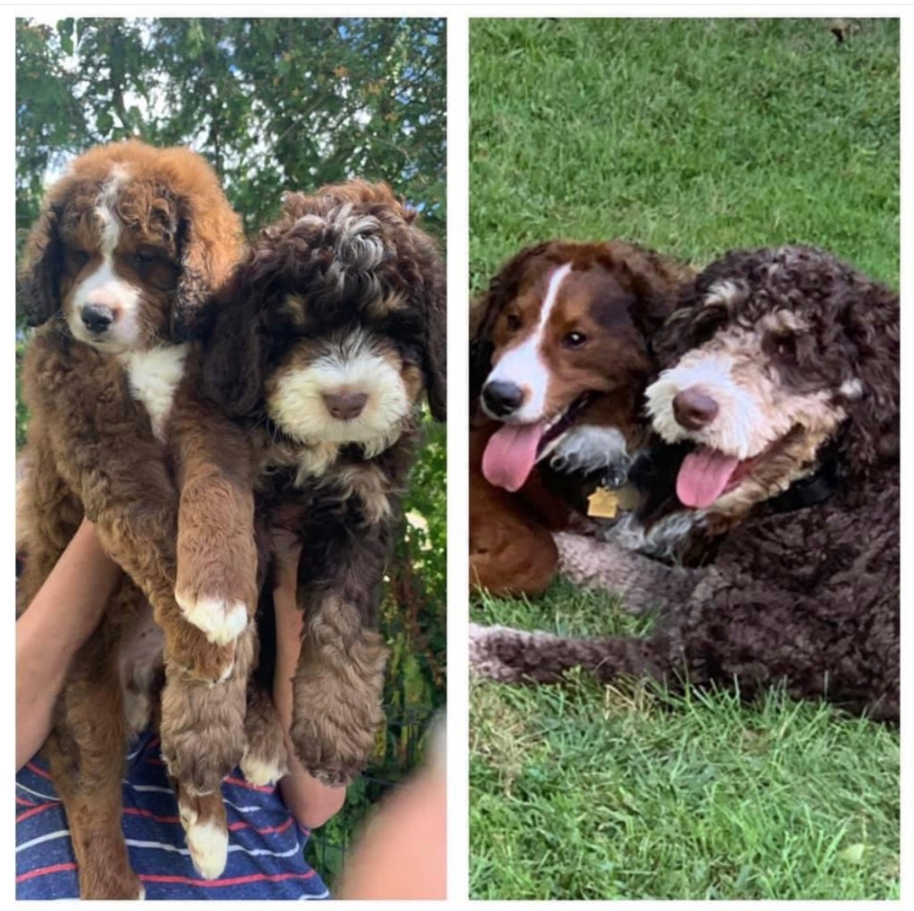 9.3 Furnished & Unfurnished Bernedoodle Puppies Massachusetts