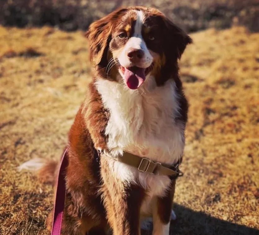 8.3 Furnished & Unfurnished Bernedoodle Puppies Massachusetts