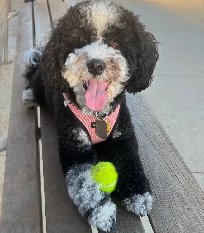 9.3 Furnished & Unfurnished Bernedoodle Puppies Massachusetts