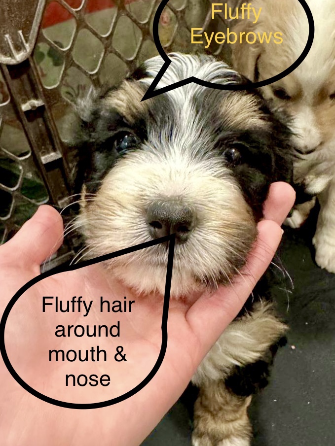 1.4 Furnished & Unfurnished Bernedoodle Puppies Massachusetts