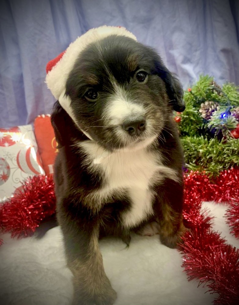 9.3 Furnished & Unfurnished Bernedoodle Puppies Massachusetts